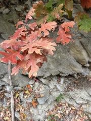Quercus