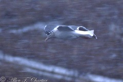 Larus schistisagus