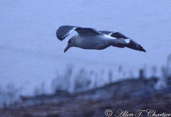 Larus schistisagus