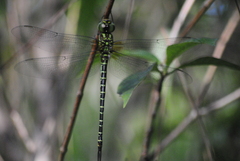 Coryphaeschna ingens
