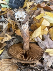 Cortinarius cinnamomeus