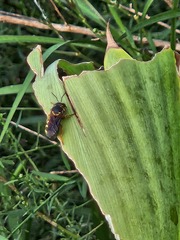 Dianthidium