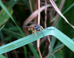 Vespula alascensis