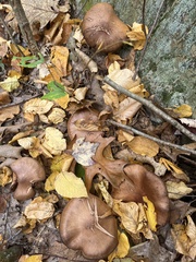 Cortinarius cinnamomeus