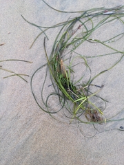 Phyllospadix torreyi