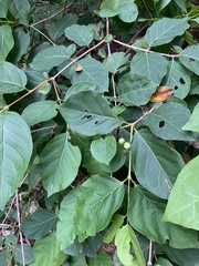 Campomanesia xanthocarpa