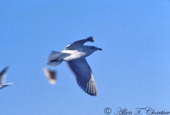 Larus schistisagus