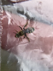 Cockerellia