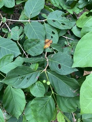 Campomanesia xanthocarpa