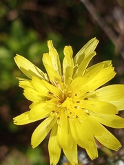 Pyrrhopappus carolinianus