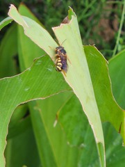 Dianthidium