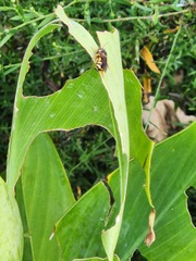 Dianthidium