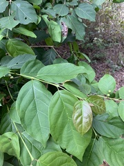 Campomanesia xanthocarpa