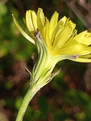 Pyrrhopappus carolinianus
