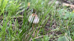 Psathyrella