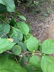 Campomanesia xanthocarpa