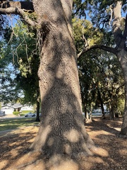 Quercus lobata