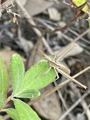 Achurum carinatum