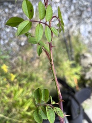 Rosa transmorrisonensis