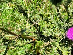 Cirsium vulgare