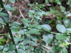Benkara sinensis