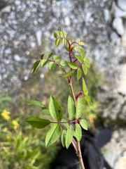 Rosa transmorrisonensis
