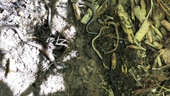 Batrachoseps attenuatus