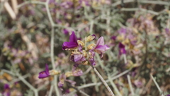 Psorothamnus polydenius