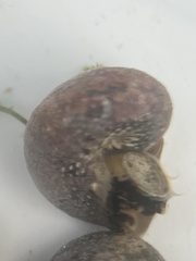 Agathistoma fasciatum