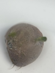 Agathistoma fasciatum