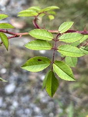 Rosa transmorrisonensis