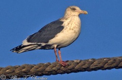 Larus schistisagus