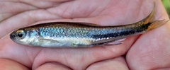 Notropis cummingsae