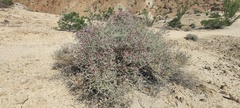 Psorothamnus polydenius