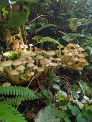 Hypholoma fasciculare