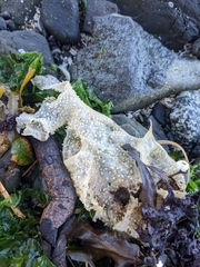 Chondracanthus exasperatus