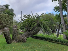 Encephalartos