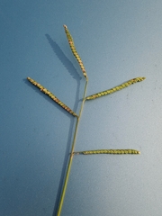 Paspalum pubiflorum