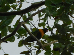Trichoglossus capistratus