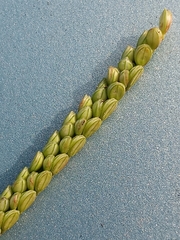 Paspalum pubiflorum