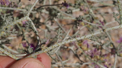 Psorothamnus polydenius