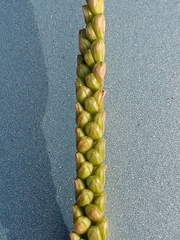 Paspalum pubiflorum