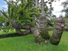 Encephalartos