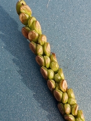 Paspalum pubiflorum