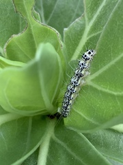 Utetheisa okinawensis