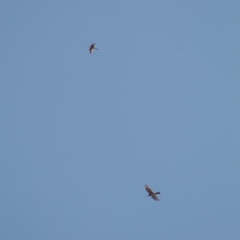 Falco sparverius