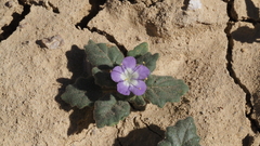 Phacelia crenulata ambigua