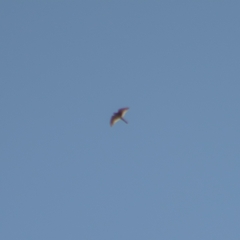 Falco sparverius