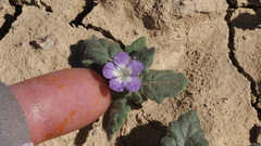 Phacelia crenulata ambigua