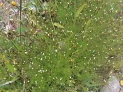 Tagetes filifolia